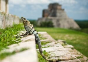 Die schönsten Mexiko Städte - Unsere Top 8 45 Mexiko tiere - Mexiko Individual