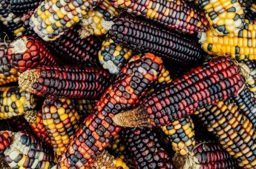 Mexiko Kultur: Einblicke in die Religion & Menschen 23 Mexiko kultur 31 - Mexiko Individual