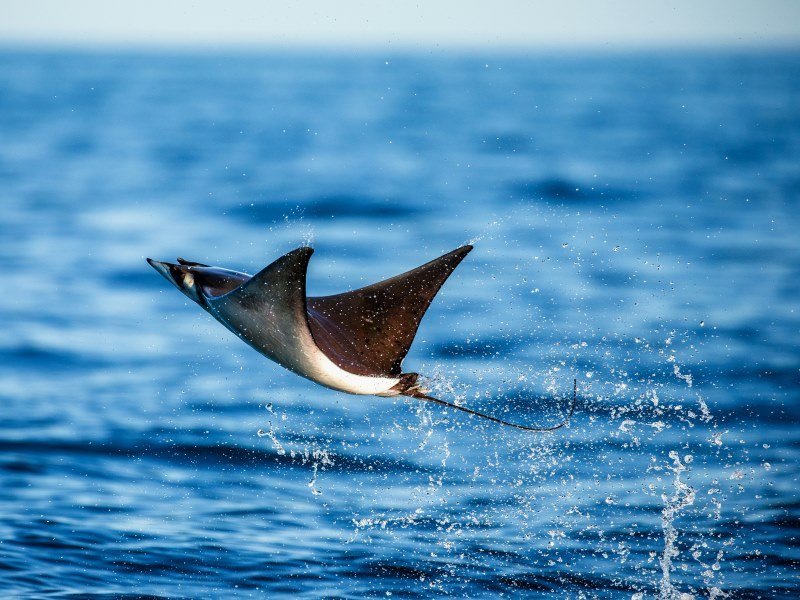 Mexiko Schnorcheln und Tauchen - Die besten Spots für Ihre Rundreise: Unterwasserparadiese entdecken 16 Adlerrochen - Mexiko Individual