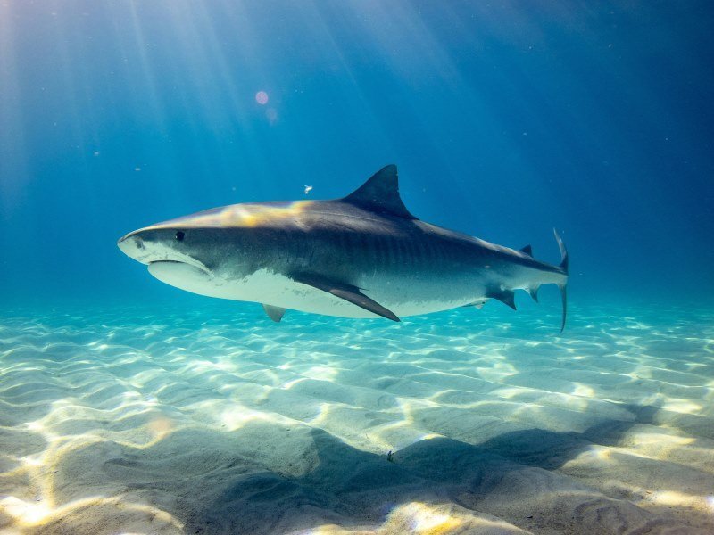 Mexiko Schnorcheln und Tauchen - Die besten Spots für Ihre Rundreise: Unterwasserparadiese entdecken 35 Bullenhaie - Mexiko Individual
