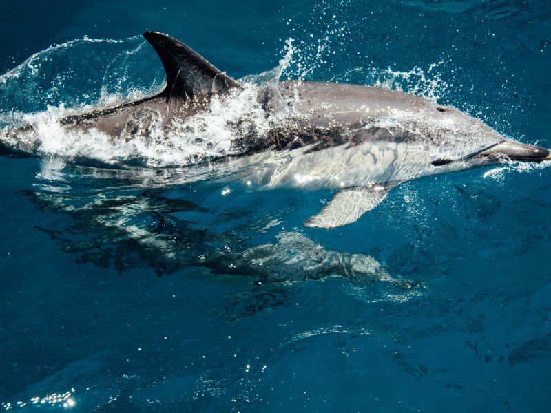 Mexiko Schnorcheln und Tauchen - Die besten Spots für Ihre Rundreise: Unterwasserparadiese entdecken 33 Delfine Bucht von La Paz - Mexiko Individual