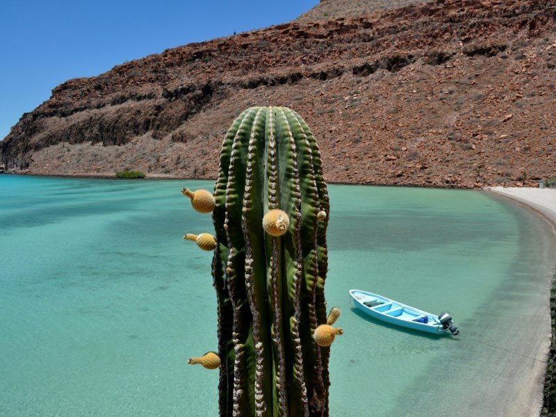 Mexiko Schnorcheln und Tauchen - Die besten Spots für Ihre Rundreise: Unterwasserparadiese entdecken 3 Golf von Kalifornien 1 - Mexiko Individual
