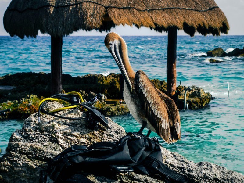 Mexiko Schnorcheln und Tauchen - Die besten Spots für Ihre Rundreise: Unterwasserparadiese entdecken 28 Pelican Diver Cancun - Mexiko Individual