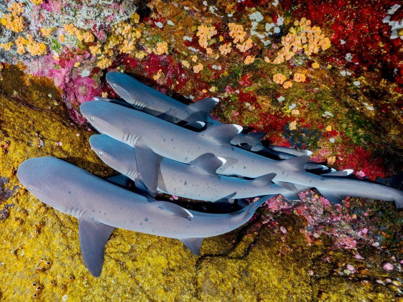 Mexiko Schnorcheln und Tauchen - Die besten Spots für Ihre Rundreise: Unterwasserparadiese entdecken 31 Revillagigedo Inseln - Mexiko Individual