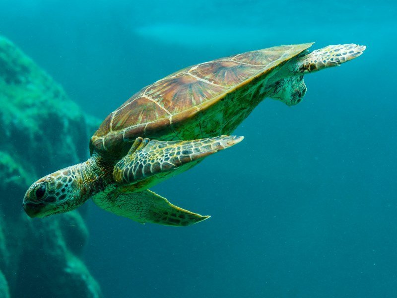 Mexiko Schnorcheln und Tauchen - Die besten Spots für Ihre Rundreise: Unterwasserparadiese entdecken 19 Schildkroeten - Mexiko Individual