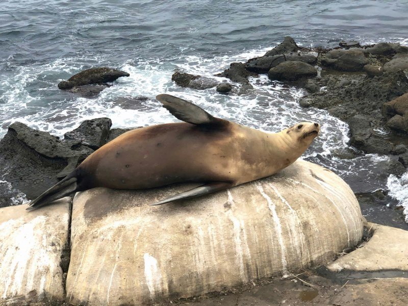 Mexiko Schnorcheln und Tauchen - Die besten Spots für Ihre Rundreise: Unterwasserparadiese entdecken 29 Seeloewen 1 - Mexiko Individual
