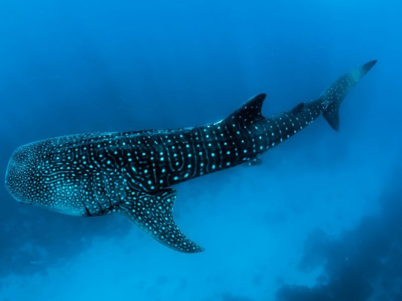 Mexiko Schnorcheln und Tauchen - Die besten Spots für Ihre Rundreise: Unterwasserparadiese entdecken 17 Walhai Begegnungen Bucht von La Paz 1 - Mexiko Individual